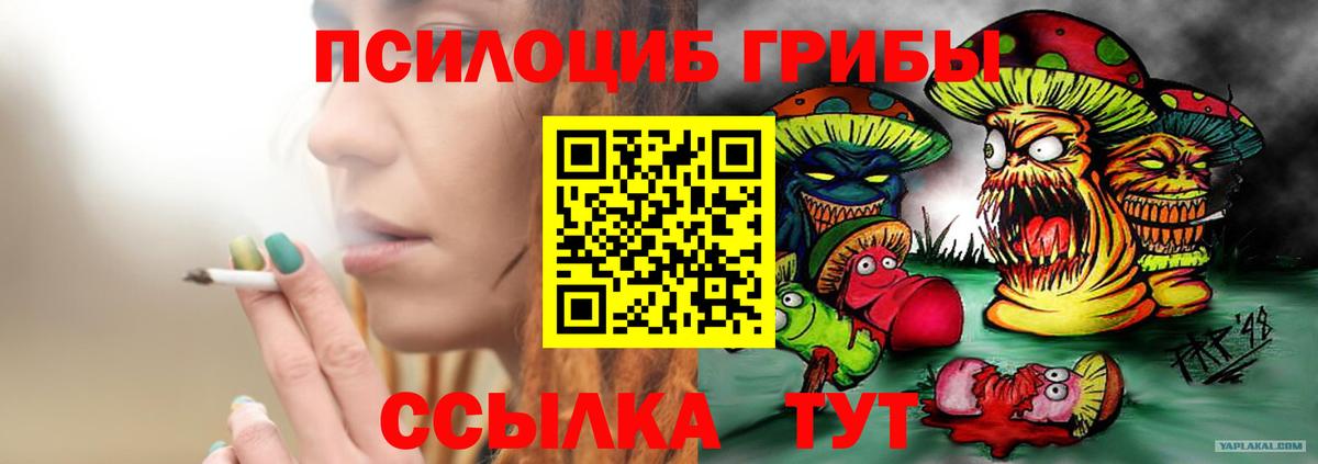 Псилоцибиновые грибы Cubensis Сосновый Бор